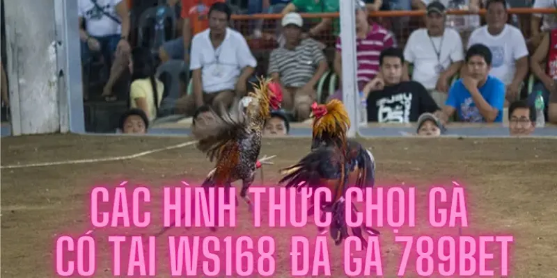 Các hình thức chọi gà gay cấn có tại Ws168 Đá Gà 789bet